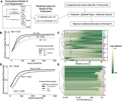 Longitudinal ultrasound imaging and network modeling in rats reveal sex-dependent suppression of liver regeneration after resection in alcoholic liver disease